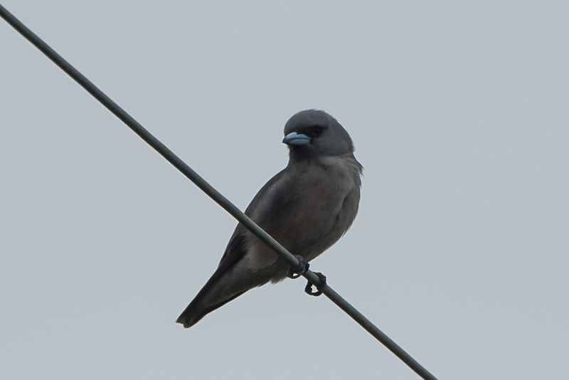 Grijze Spitsvogel